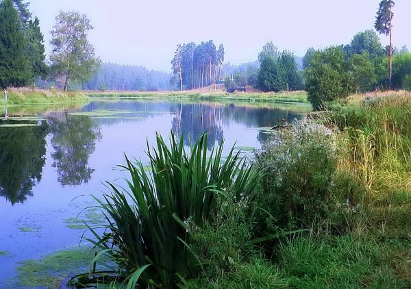 Пруды озера в Подмосковье Воробьев