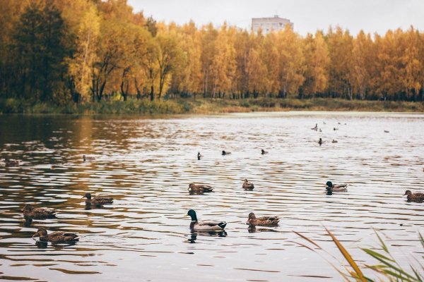 Парк Пехорка осень
