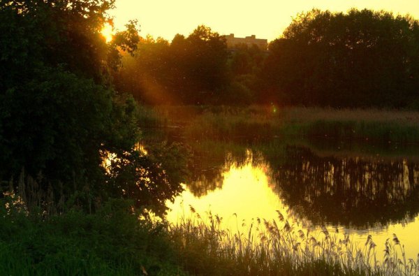 Пехорка лес