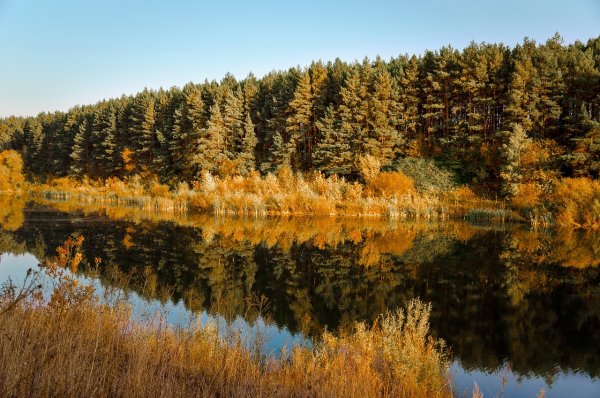 Болва река Людиново осень