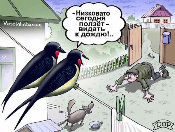 Карикатуры про птиц