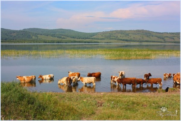 Холмогорское озеро Шарыповский район