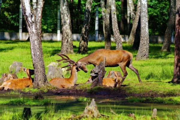 Беловежская пуща Брестская область