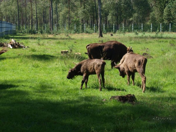 Беловежская пуща