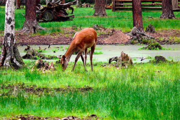 Парк Беловежская пуща