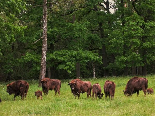 Беловежская пуща национальный парк