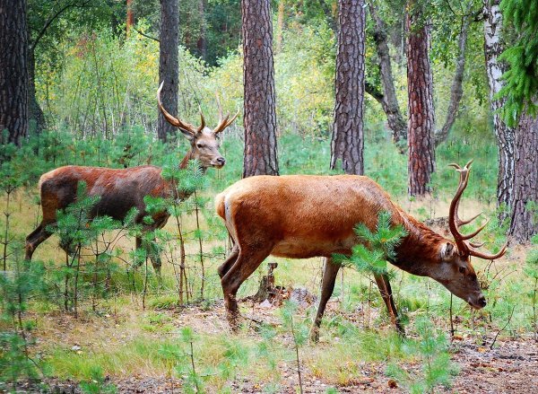 Белоруссия Беловежская пуща