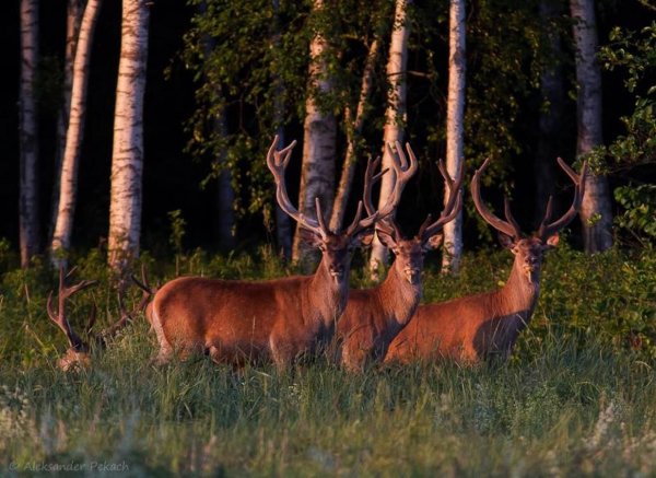Беловежская пуща национальный парк