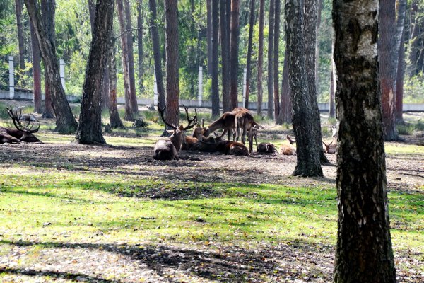 Белоруссия природа Беловежская пуща