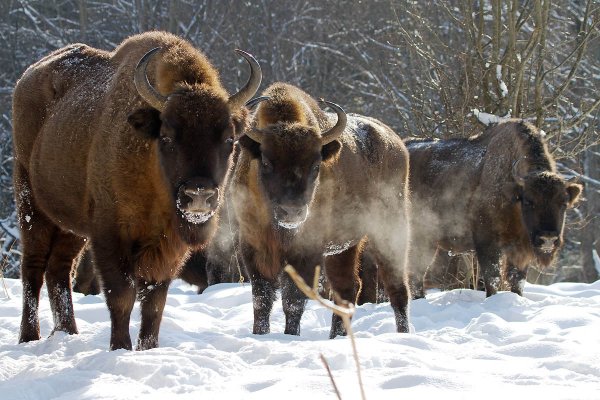 Белоруссия Беловежская пуща ЗУБР