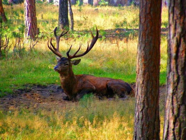 Беловежская пуща национальный парк