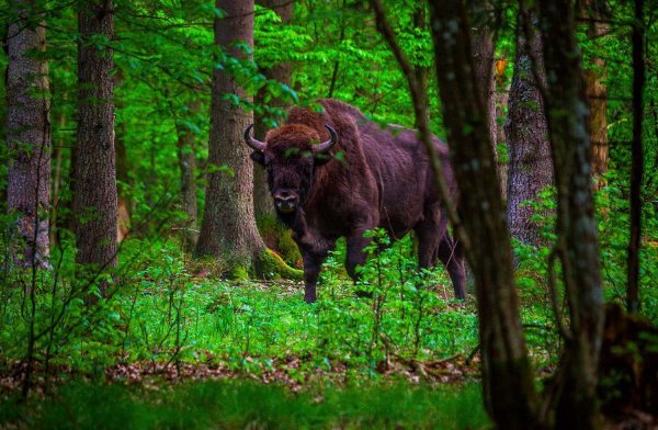 Беловежская пуща
