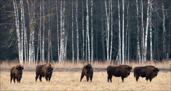Белоруссия Беловежская пуща