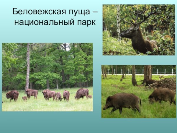 Национальный парк Беловежская пуще