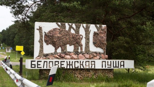 Национальный парк Белоруссии Беловежская пуща