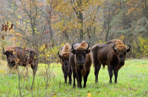 Национальный парк Белоруссии Беловежская пуща