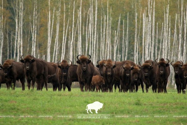 Беловежская пуща заповедник