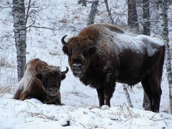 Национальный парк Беловежская пуща Беларусь