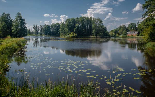 Белоруссия Беловежская пуща