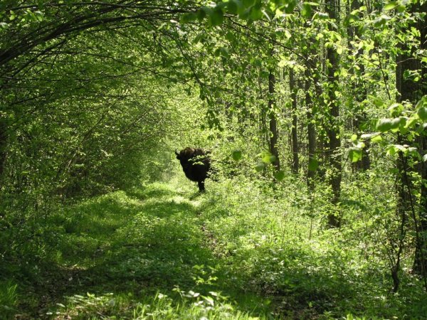 Национальный парк Беловежская пуща Беларусь