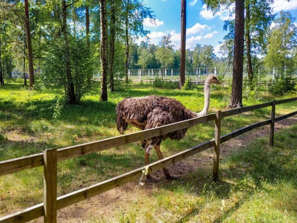 Национальный парк Белоруссии Беловежская пуща