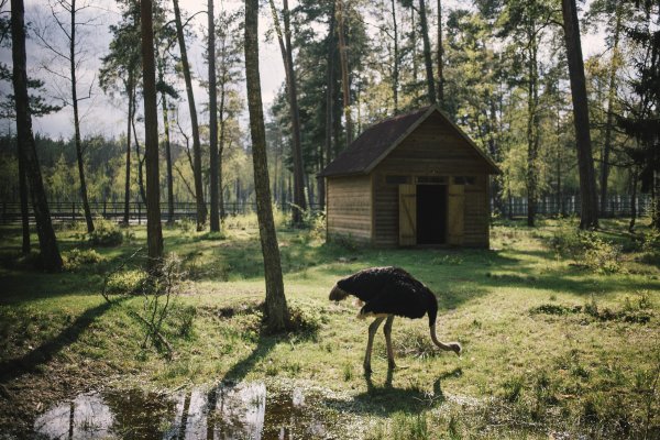 Парк Беловежская пуща