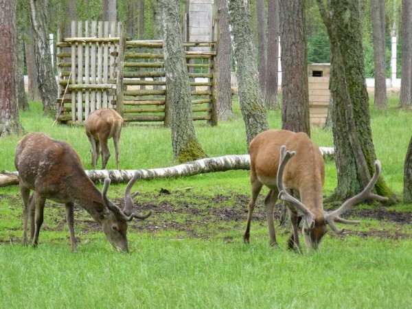 Белоруссия парк Беловежская пуща