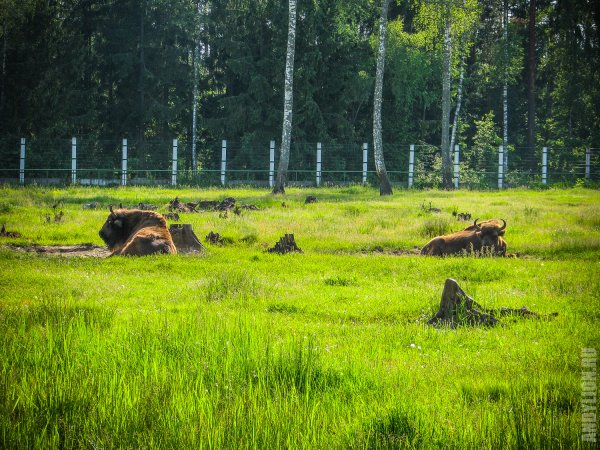 Белоруссия природа Беловежская пуща