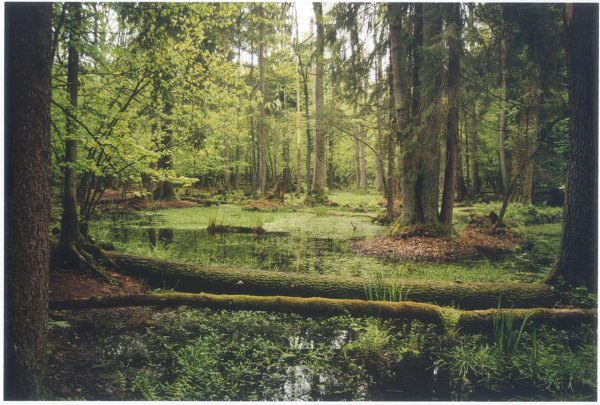 Беловежская пуща реликтовый лес