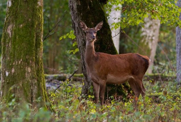Беловежская пуща Беларусь