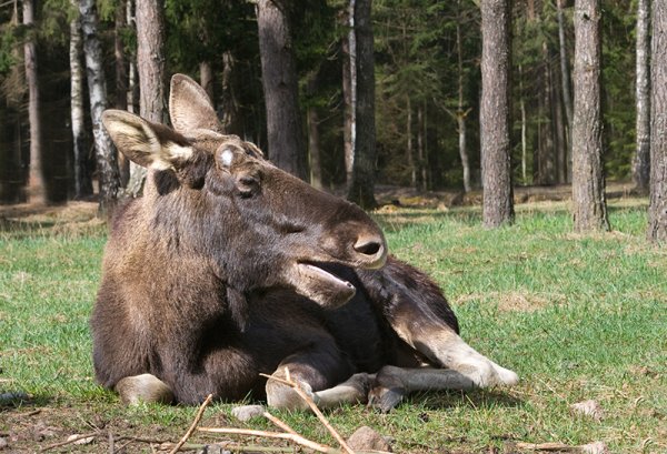 Нац парк Беловежская пуща