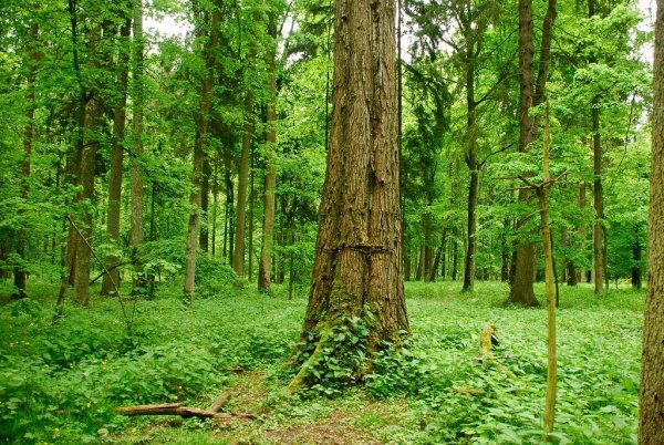 Беловежская пуща