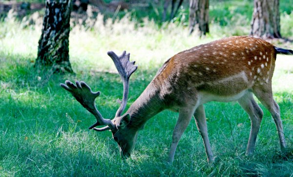 Белоруссия природа Беловежская пуща