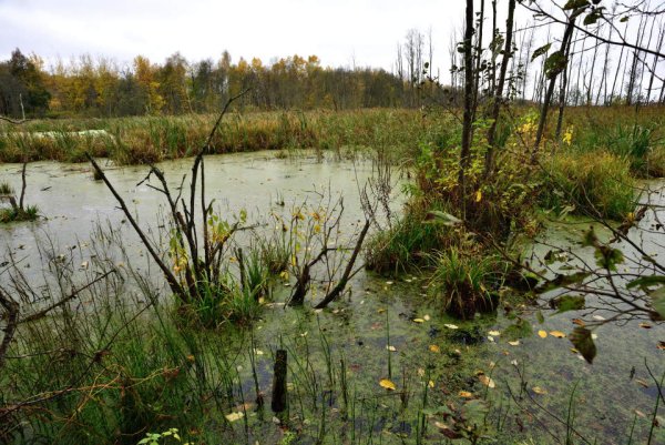 Заросшие озера рыбалка