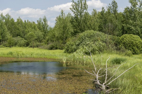 Зарастание реки