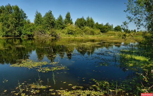Пруд заросший Воронежская область