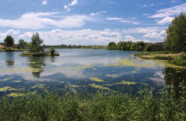 Пруд с. Павловск Алтайский край