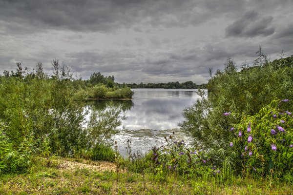 Заросший берег реки