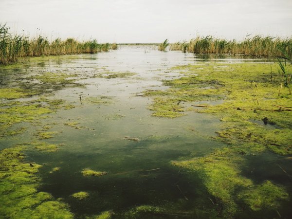 Заболачивание Рыбинского водохранилища