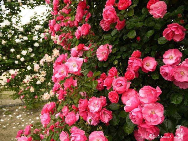 В парке Чаир