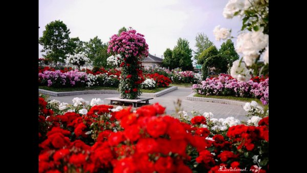 В парке Чаир голубеют фиалки