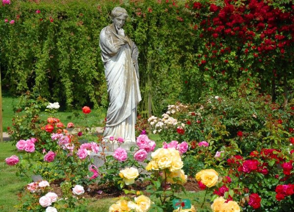 В парке Чаир распускаются розы