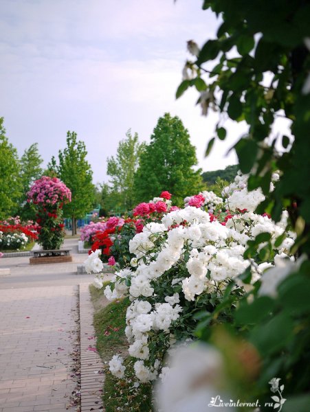 Парк Чаир розарий