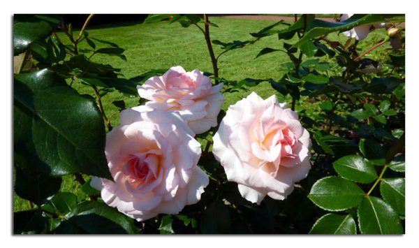 Парк Чаир распускаются розы