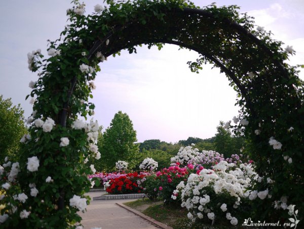 Парк Чаир розарий