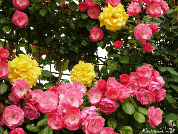 Парк Чаир розарий