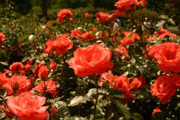 Парк Чаир розы