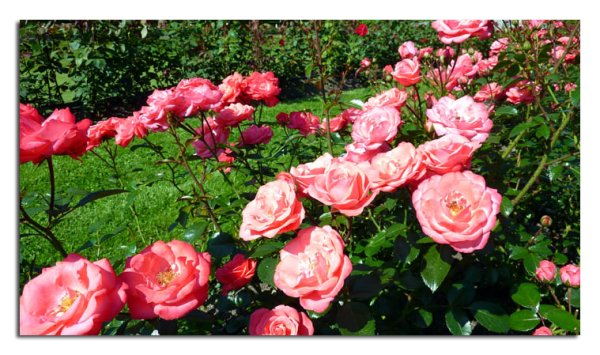 Парк Чаир распускаются розы