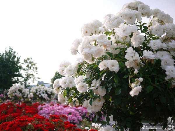 Парк Чаир розы