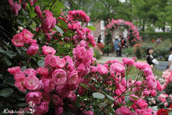 Парк Чаир розы